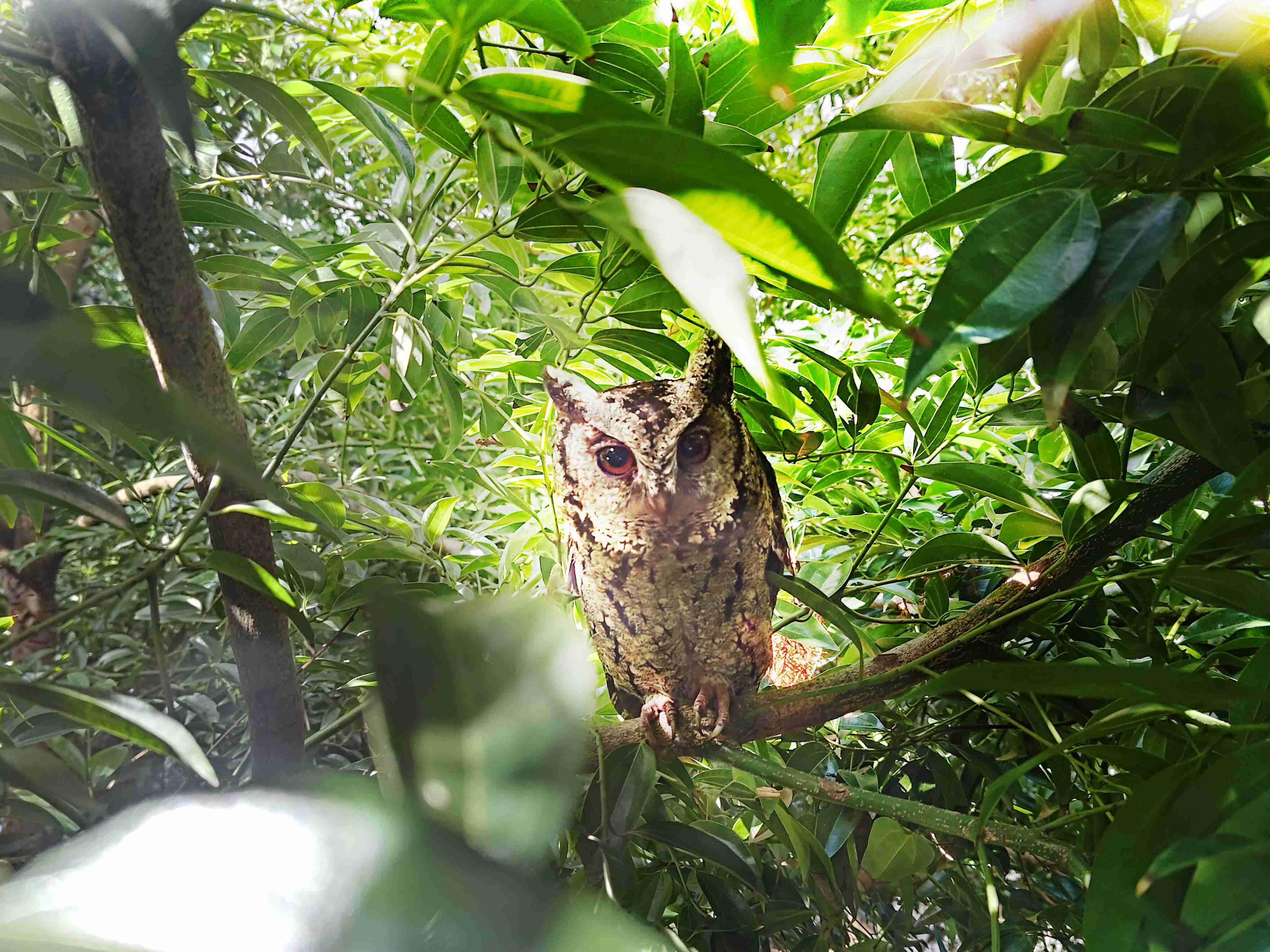 NG大舞台致力提倡净零绿生活，，，，16年以来在全球各厂区植树逾百万棵，，，，造就各厂区树木蔚然成林，，犹如森林工厂，，成为许多生物的栖息地